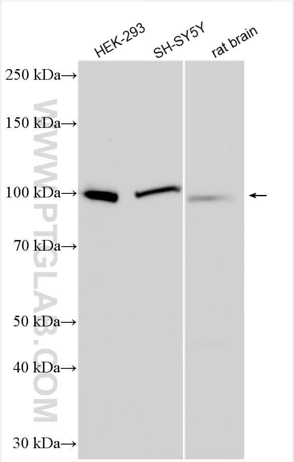 Western Blot (WB) analysis of various lysates using PPARGC1B Polyclonal antibody (22378-1-AP)