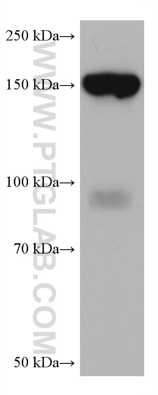 Western Blot (WB) analysis of HeLa cells using PPARGC1B Monoclonal antibody (67821-1-Ig)