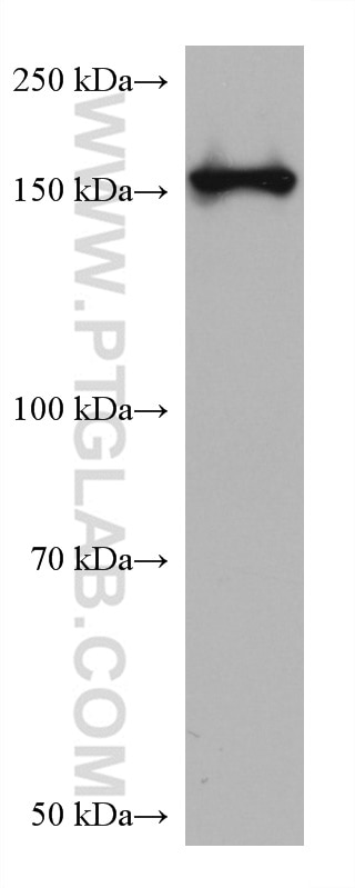 Western Blot (WB) analysis of MCF-7 cells using PPARGC1B Monoclonal antibody (67821-1-Ig)