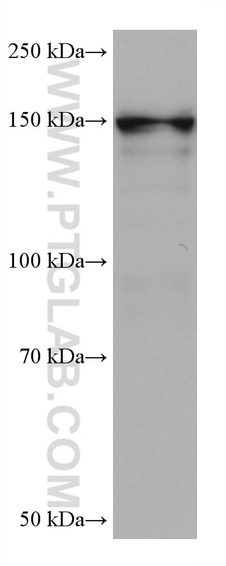 Western Blot (WB) analysis of pig brain tissue using PPARGC1B Monoclonal antibody (67821-1-Ig)