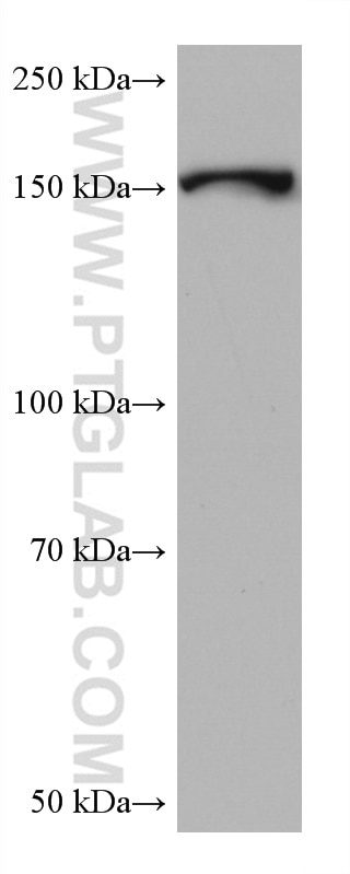 Western Blot (WB) analysis of rat brain tissue using PPARGC1B Monoclonal antibody (67821-1-Ig)
