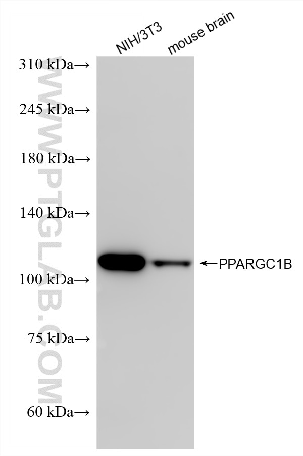 WB analysis using 86997-1-RR Western Blot (WB) analysis of various lysates using PPARGC1B Recombinant monoclonal antibody (86997-1-RR)