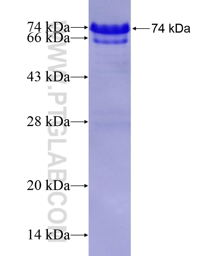PPARGC1B fusion protein Ag17566 SDS-PAGE