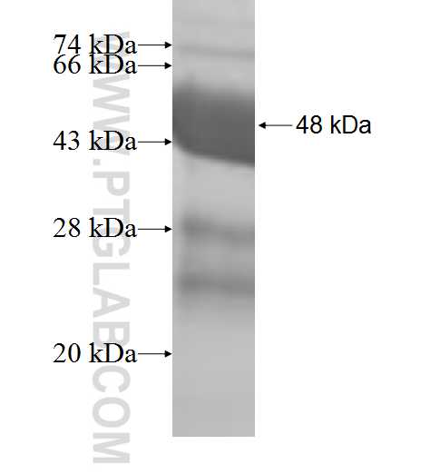 PPCDC fusion protein Ag9337 SDS-PAGE