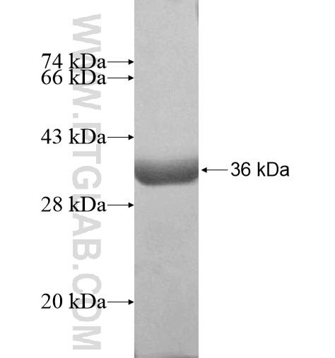 PPCS fusion protein Ag12491 SDS-PAGE