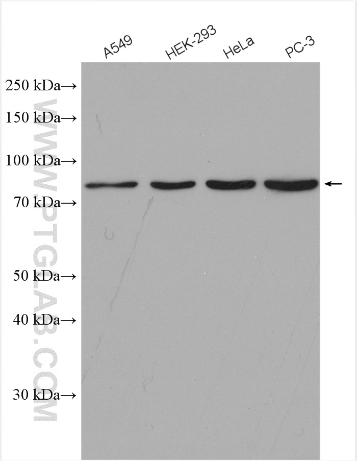 Western Blot (WB) analysis of various lysates using PPEF1 Polyclonal antibody (12875-1-AP)