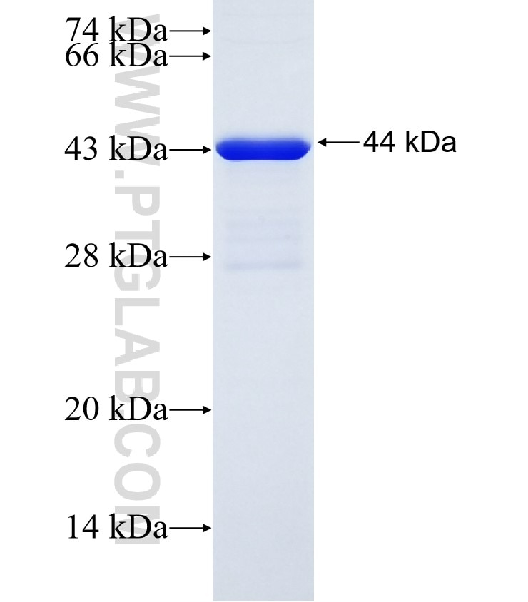 PPEF1 fusion protein Ag28279 SDS-PAGE