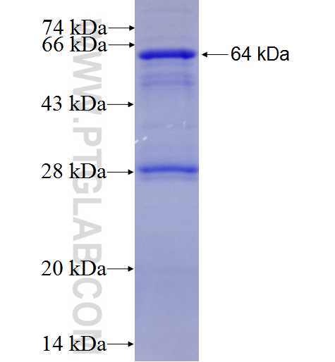 PPEF1 fusion protein Ag3553 SDS-PAGE