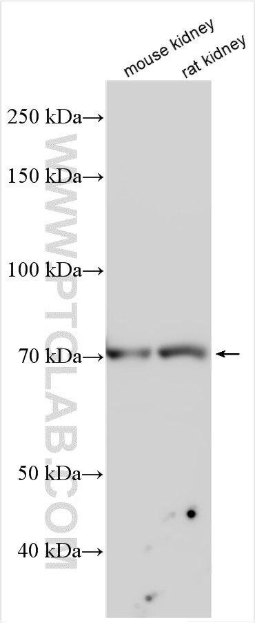 Western Blot (WB) analysis of various lysates using PPEF2 Polyclonal antibody (31543-1-AP)