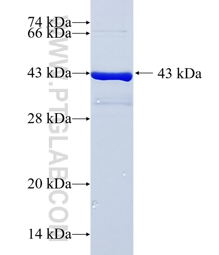 PPEF2 fusion protein Ag35922 SDS-PAGE