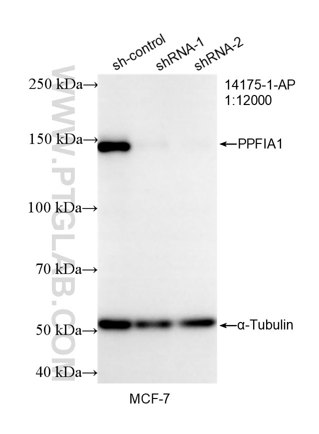 Western Blot (WB) analysis of MCF-7 cells using Liprin Alpha 1 Polyclonal antibody (14175-1-AP)
