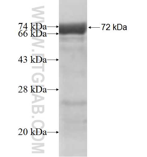 PPFIA1 fusion protein Ag5381 SDS-PAGE