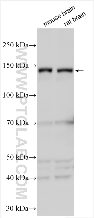 Western Blot (WB) analysis of various lysates using PPFIA3 Polyclonal antibody (11492-1-AP)