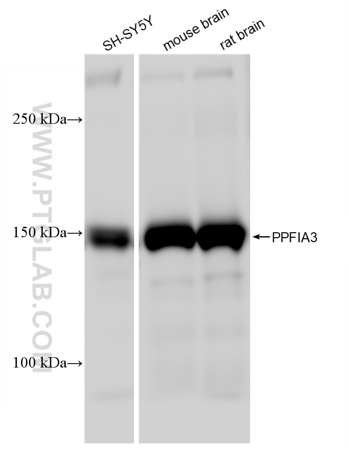Western Blot (WB) analysis of various lysates using PPFIA3 Recombinant antibody (83142-4-RR)