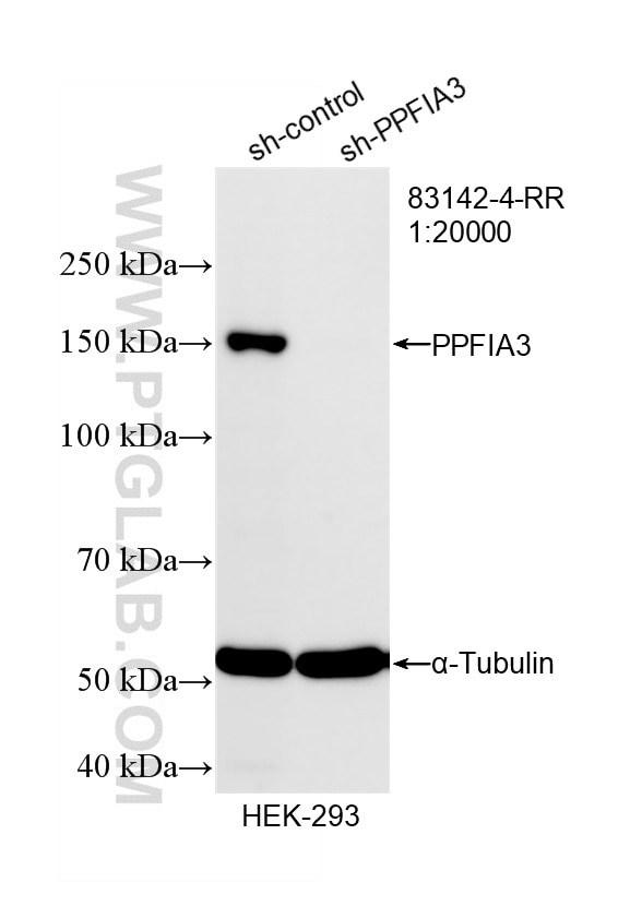 Western Blot (WB) analysis of HEK-293 cells using PPFIA3 Recombinant antibody (83142-4-RR)