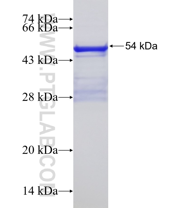 PPFIA3 fusion protein Ag1971 SDS-PAGE