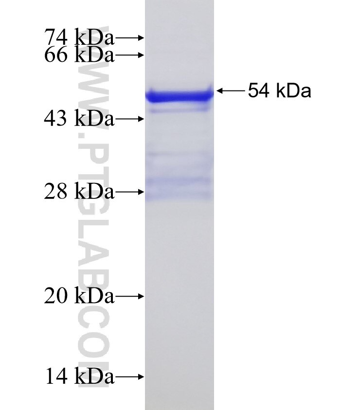 PPFIA3 fusion protein Ag1971 SDS-PAGE