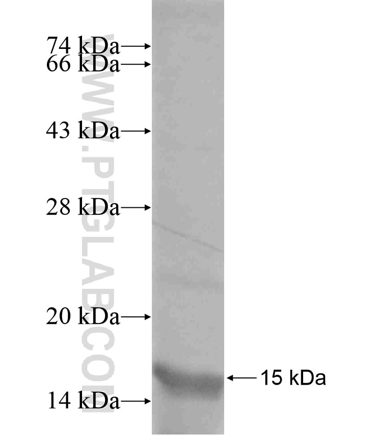PPFIA4 fusion protein Ag18283 SDS-PAGE