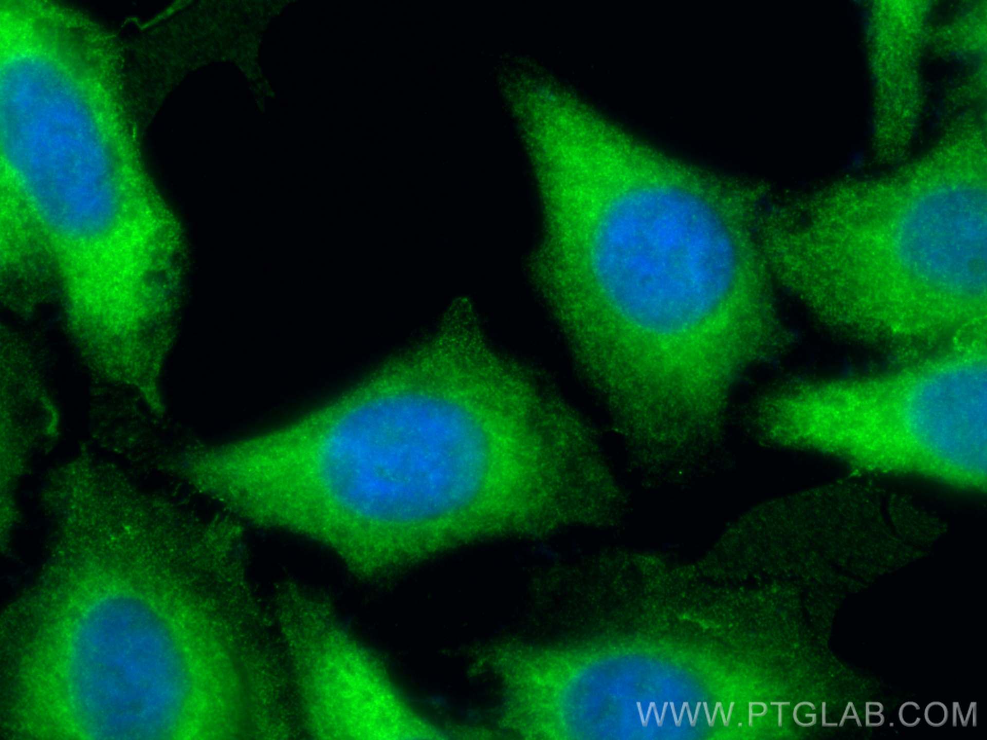 Immunofluorescence (IF) / fluorescent staining of HepG2 cells using Cyclophilin A Polyclonal antibody (10720-1-AP)