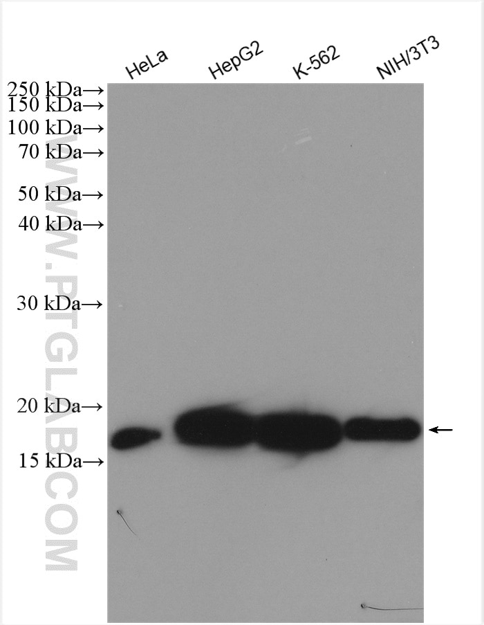 Western Blot (WB) analysis of various lysates using Cyclophilin A Polyclonal antibody (10720-1-AP)