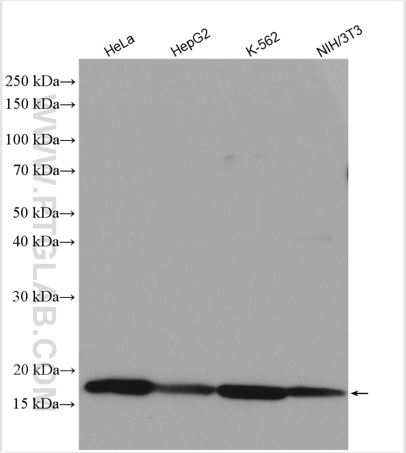 Western Blot (WB) analysis of various lysates using Cyclophilin A Polyclonal antibody (10720-1-AP)