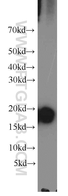 Western Blot (WB) analysis of Raji cells using Cyclophilin A Polyclonal antibody (10720-1-AP)