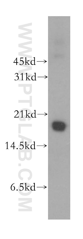 Western Blot (WB) analysis of C6 cells using Cyclophilin A Polyclonal antibody (10720-1-AP)