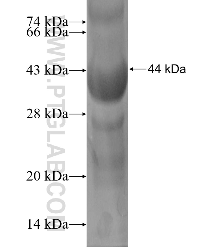 PPIA fusion protein Ag0480 SDS-PAGE