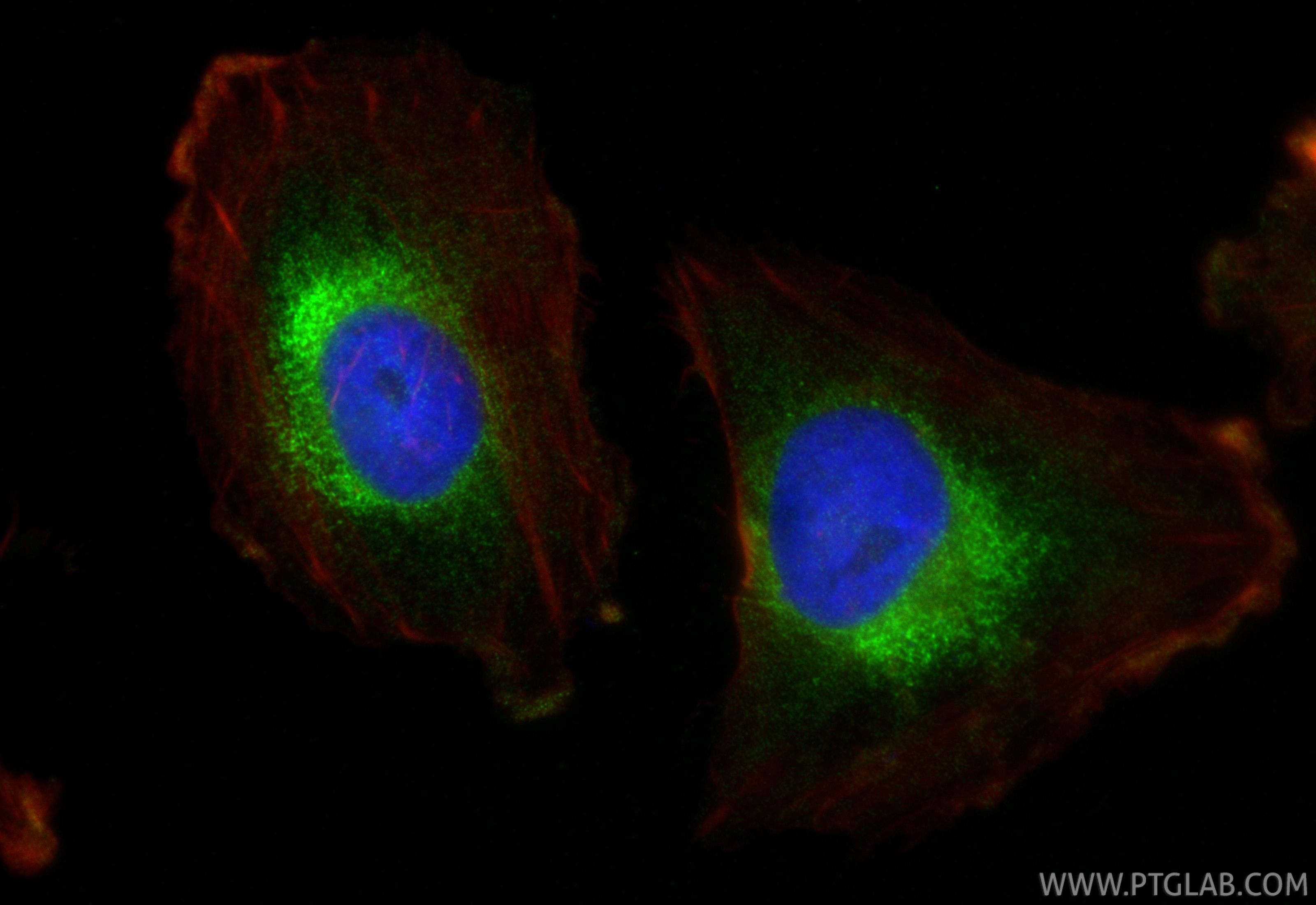 Immunofluorescence (IF) / fluorescent staining of U-251 cells using Cyclophilin B Polyclonal antibody (11607-1-AP)