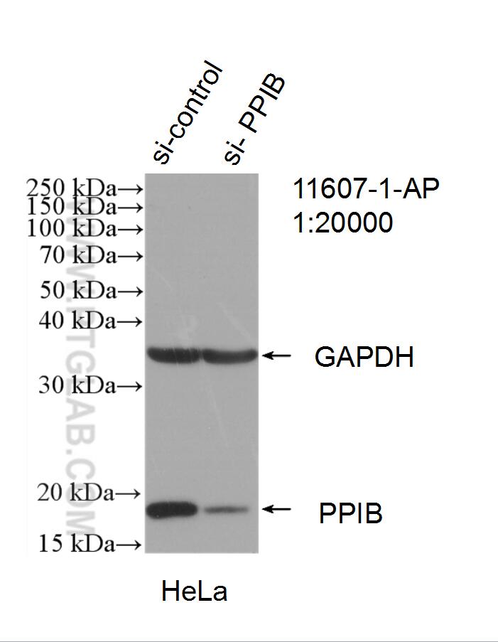 Western Blot (WB) analysis of HeLa cells using Cyclophilin B Polyclonal antibody (11607-1-AP)