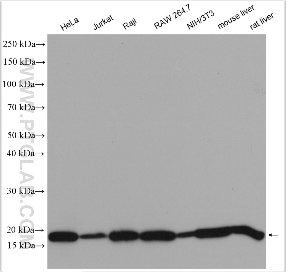 Western Blot (WB) analysis of HeLa cells using Cyclophilin B Polyclonal antibody (11607-1-AP)