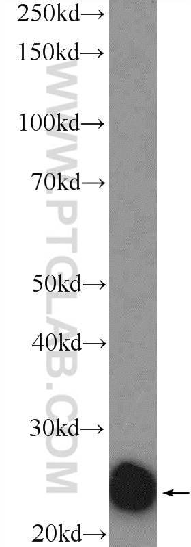 Western Blot (WB) analysis of Raji cells using Cyclophilin B Polyclonal antibody (11607-1-AP)