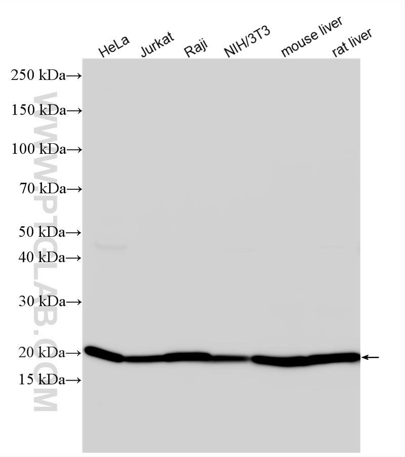 Western Blot (WB) analysis of various lysates using Cyclophilin B Polyclonal antibody (11607-1-AP)
