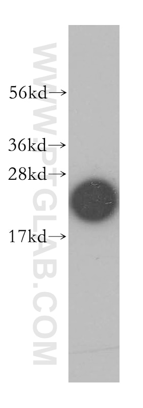 Western Blot (WB) analysis of U-937 cells using Cyclophilin B Polyclonal antibody (11607-1-AP)