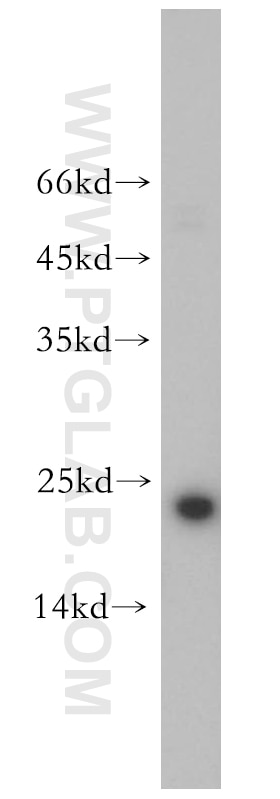Western Blot (WB) analysis of HepG2 cells using Cyclophilin B Polyclonal antibody (11607-1-AP)