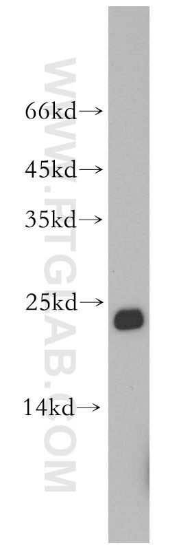 Western Blot (WB) analysis of mouse liver tissue using Cyclophilin B Polyclonal antibody (11607-1-AP)