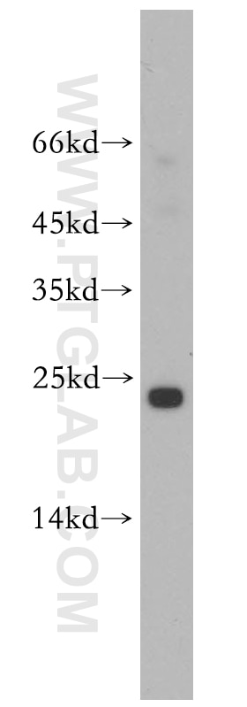 Western Blot (WB) analysis of U-937 cells using Cyclophilin B Polyclonal antibody (11607-1-AP)