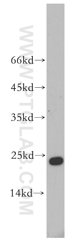 Western Blot (WB) analysis of NIH/3T3 cells using Cyclophilin B Polyclonal antibody (11607-1-AP)