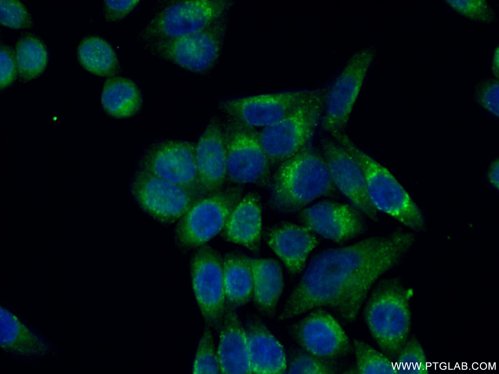 Immunofluorescence (IF) / fluorescent staining of HeLa cells using Cyclophilin B Monoclonal antibody (66047-1-Ig)