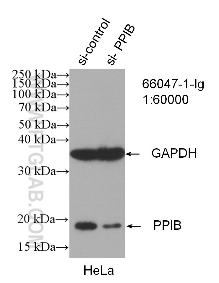 Western Blot (WB) analysis of HeLa cells using Cyclophilin B Monoclonal antibody (66047-1-Ig)