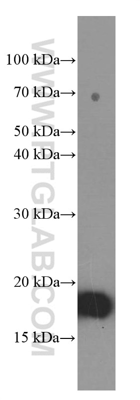 Western Blot (WB) analysis of HeLa cells using Cyclophilin B Monoclonal antibody (66047-1-Ig)