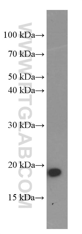 Western Blot (WB) analysis of MCF-7 cells using Cyclophilin B Monoclonal antibody (66047-1-Ig)