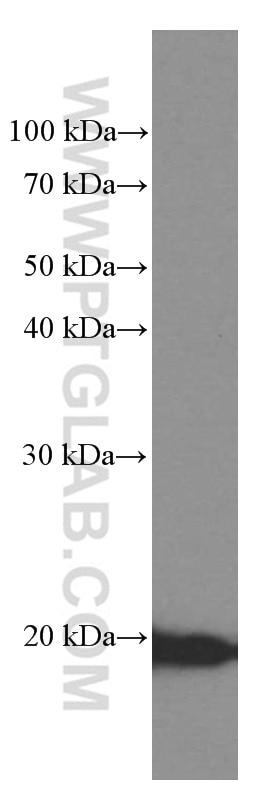 Western Blot (WB) analysis of RAW 264.7 cells using Cyclophilin B Monoclonal antibody (66047-1-Ig)