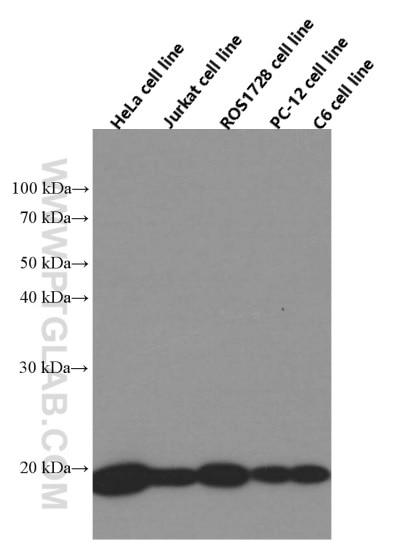 Western Blot (WB) analysis of various lysates using Cyclophilin B Monoclonal antibody (66047-1-Ig)