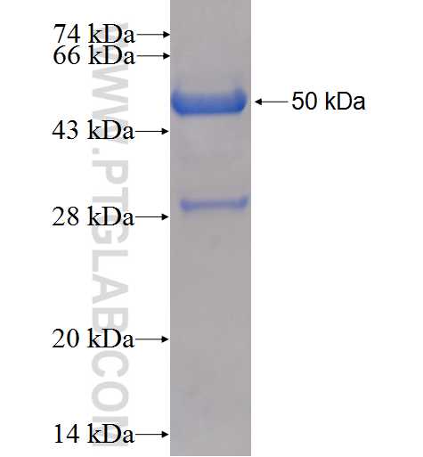 PPIB fusion protein Ag2161 SDS-PAGE