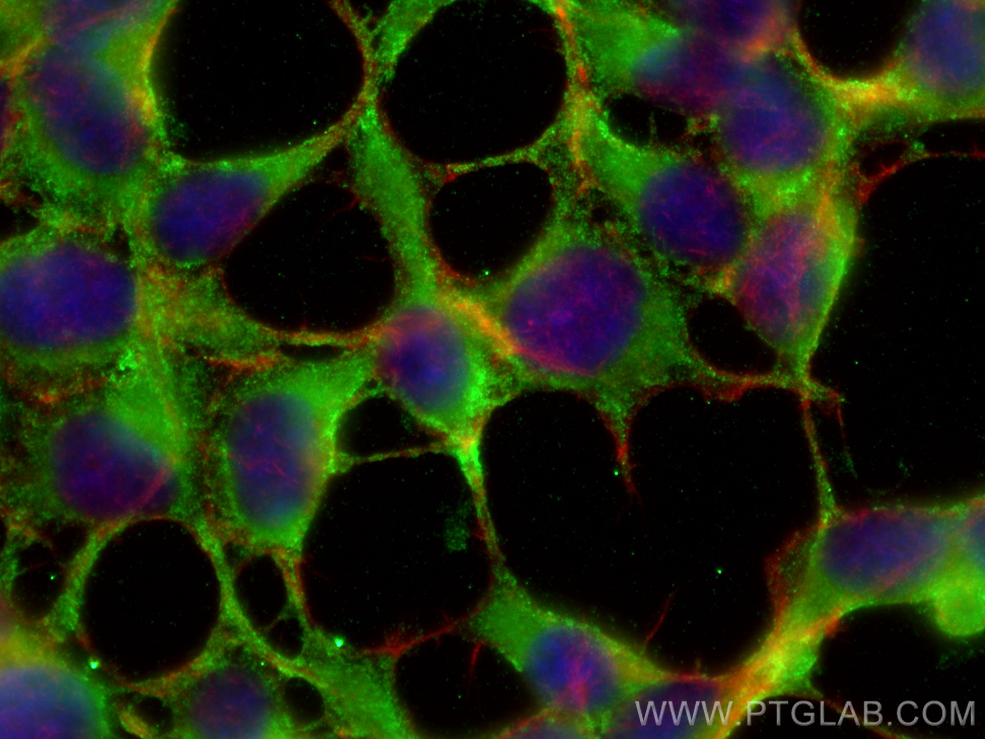 Immunofluorescence (IF) / fluorescent staining of HEK-293 cells using CYPC Polyclonal antibody (10287-2-AP)