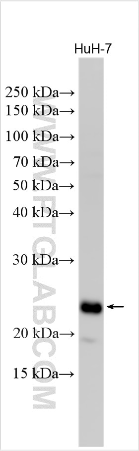 WB analysis of HuH-7 using 10287-2-AP