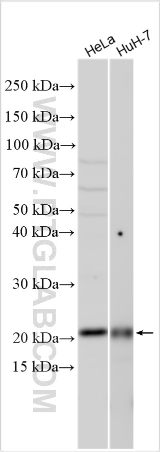 WB analysis using 10287-2-AP