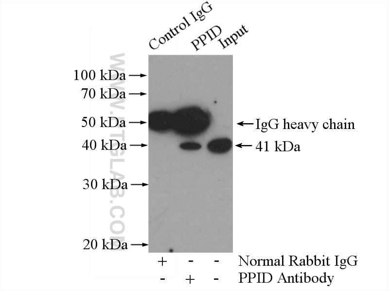 Immunoprecipitation (IP) experiment of mouse brain tissue using PPID Polyclonal antibody (12716-1-AP)