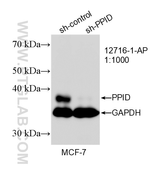 Western Blot (WB) analysis of MCF-7 cells using PPID Polyclonal antibody (12716-1-AP)